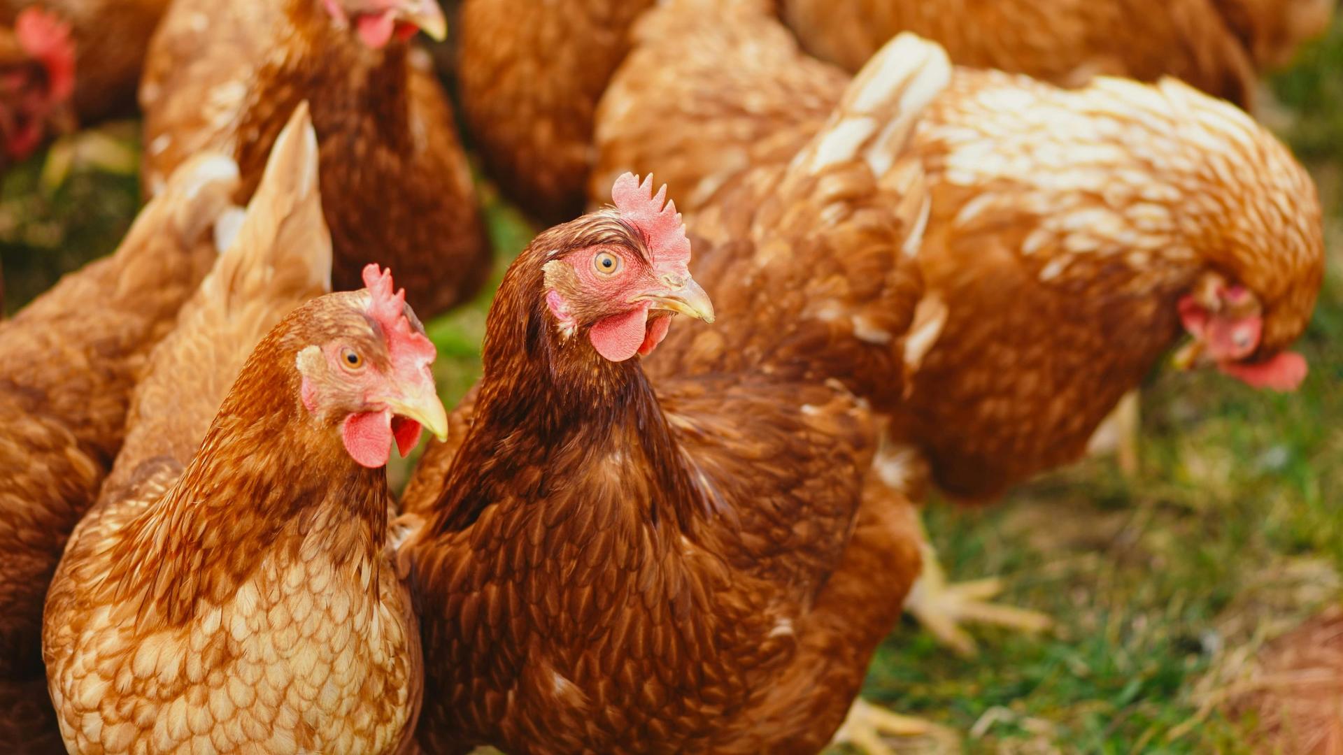 Free Chickens After A Major Poultry Company Closes, Hurting Wisconsin Farmers