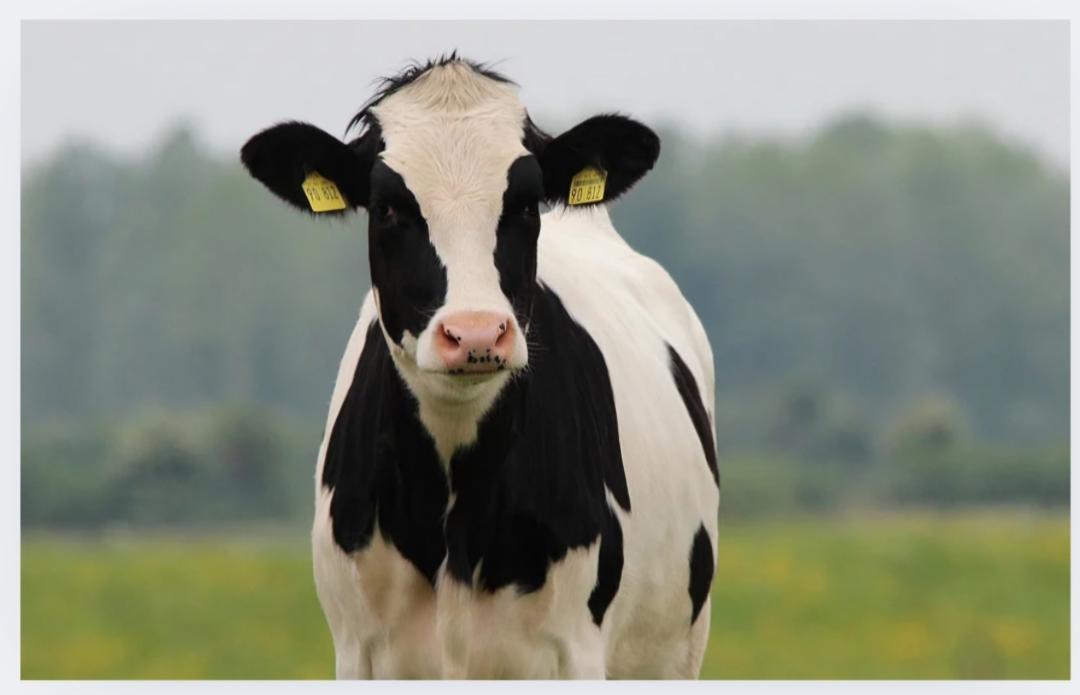DATCP to begin testing milk for bird flu