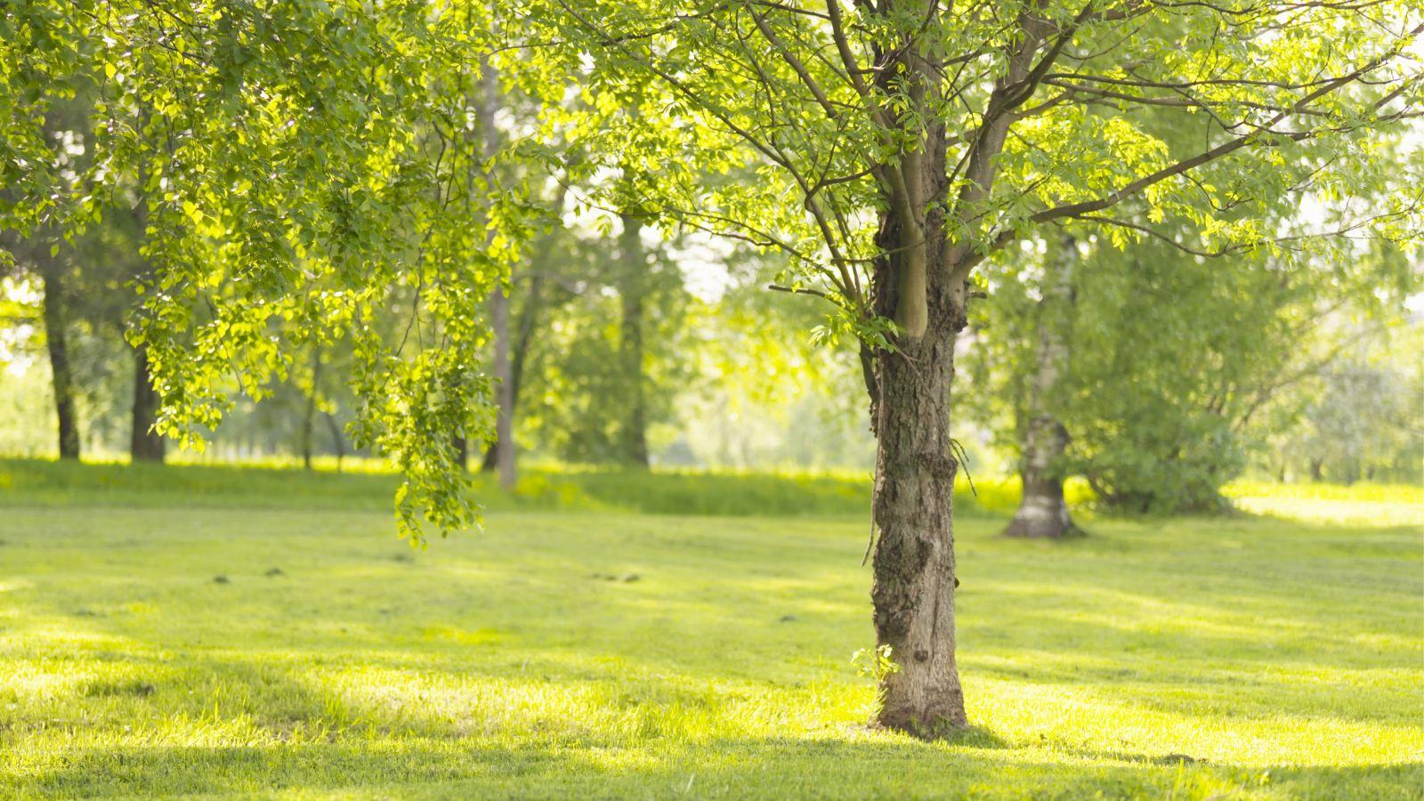 Northwest Wisconsin Projects Receive Urban Forestry Grant Funds