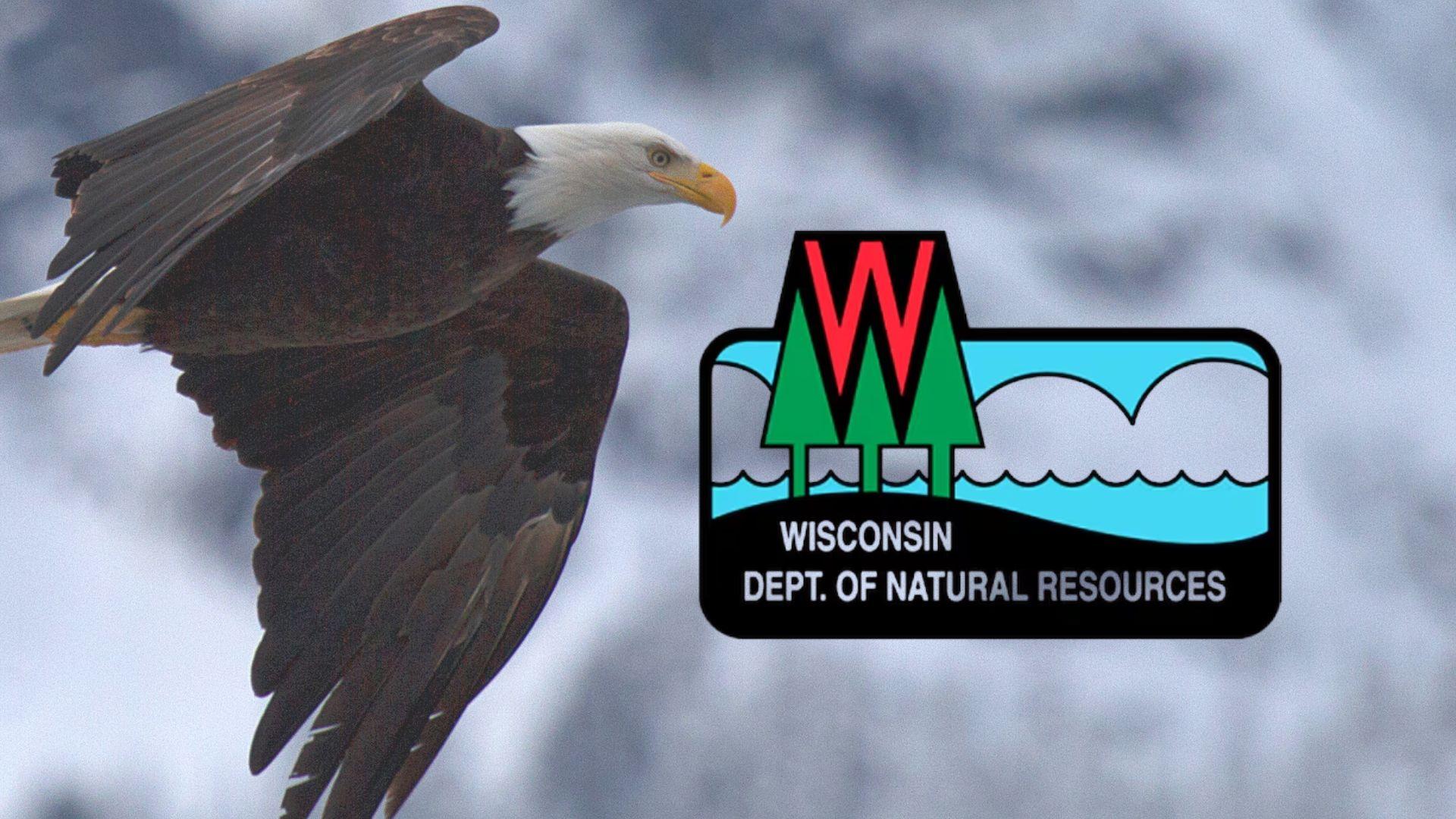 Bald Eagle Watching Days to be held this Saturday in Sauk Prairie