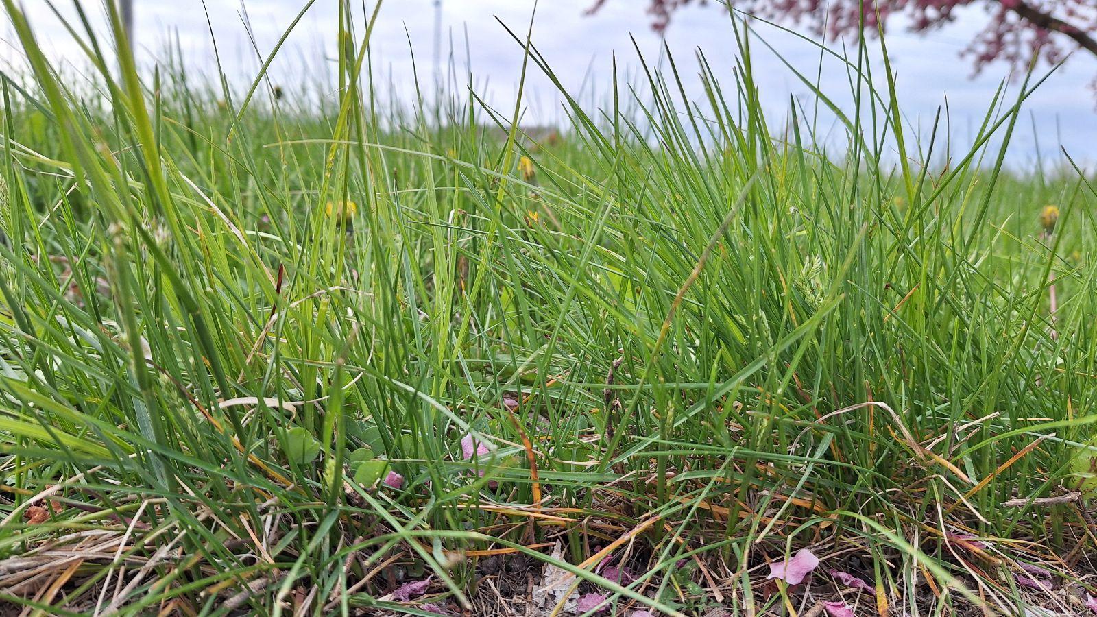 No ‘No Mow May’ in Wisconsin Rapids in 2026