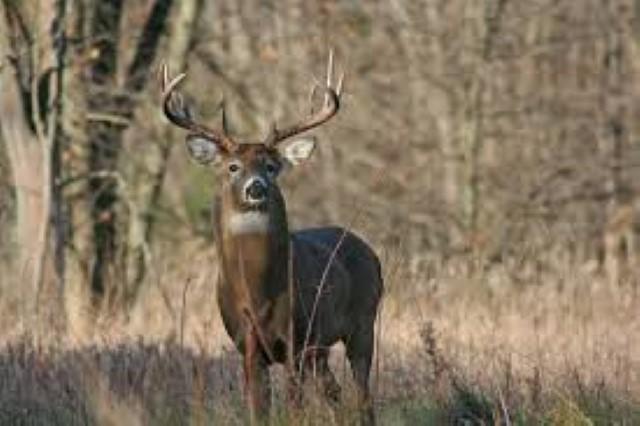 Deer Hunter Falls from Tree Stand
