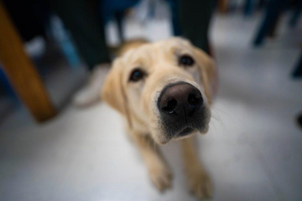 ‘I hadn’t seen a dog in nearly 20 years’: Wisconsinites in prison train puppies behind bars