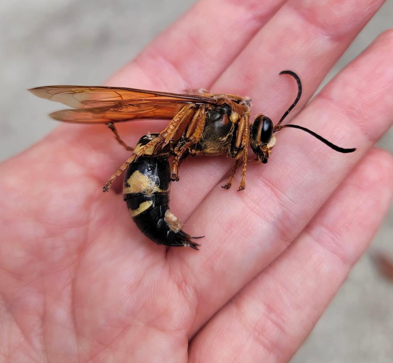 The Cicada (Killers) Are Coming!